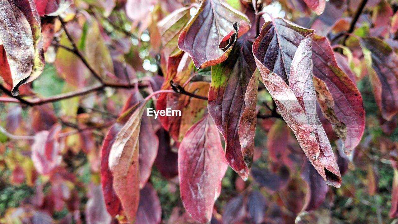 Close-up of dry leaves on tree