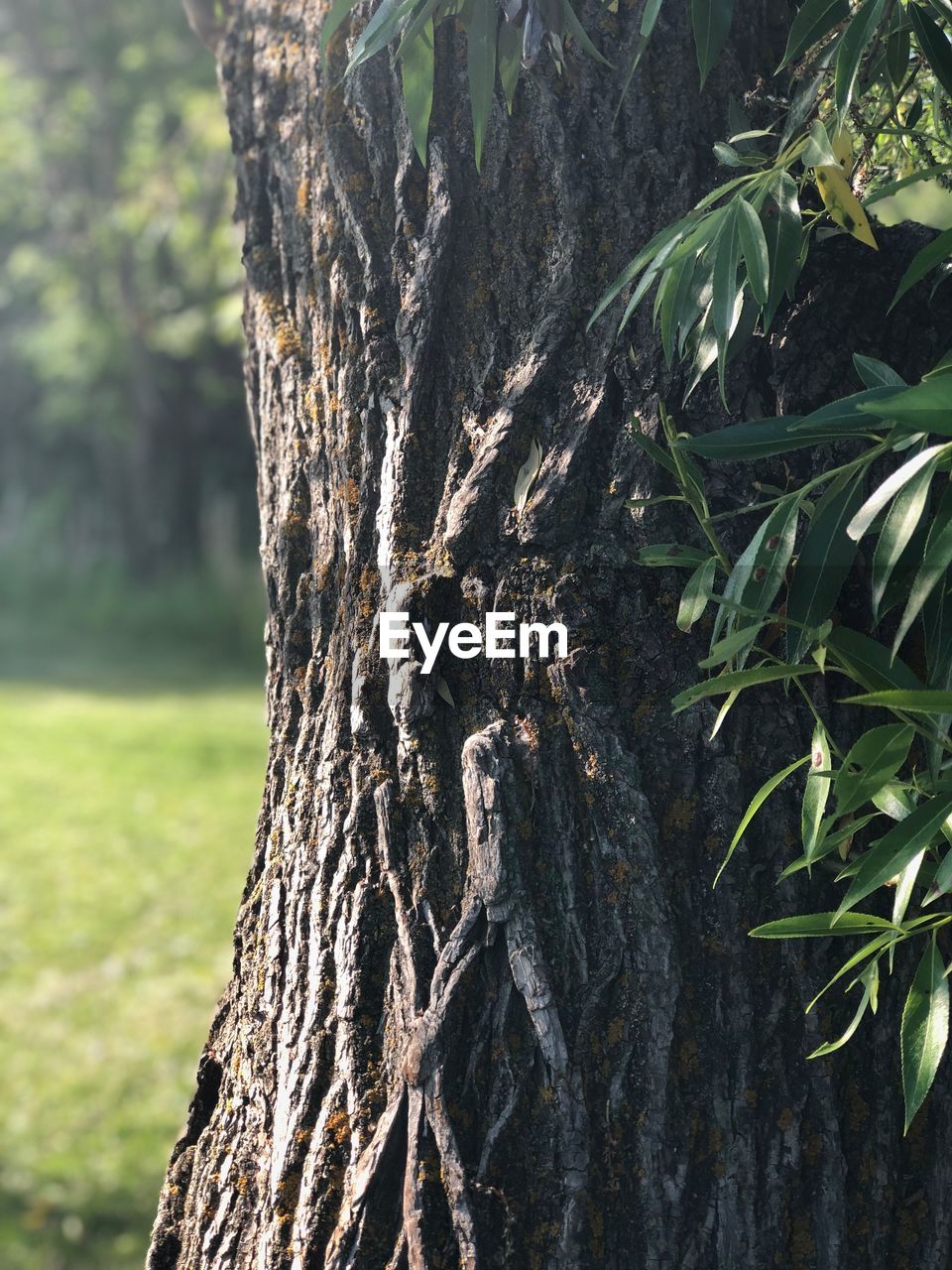 CLOSE-UP OF TREE TRUNK AMIDST PLANTS