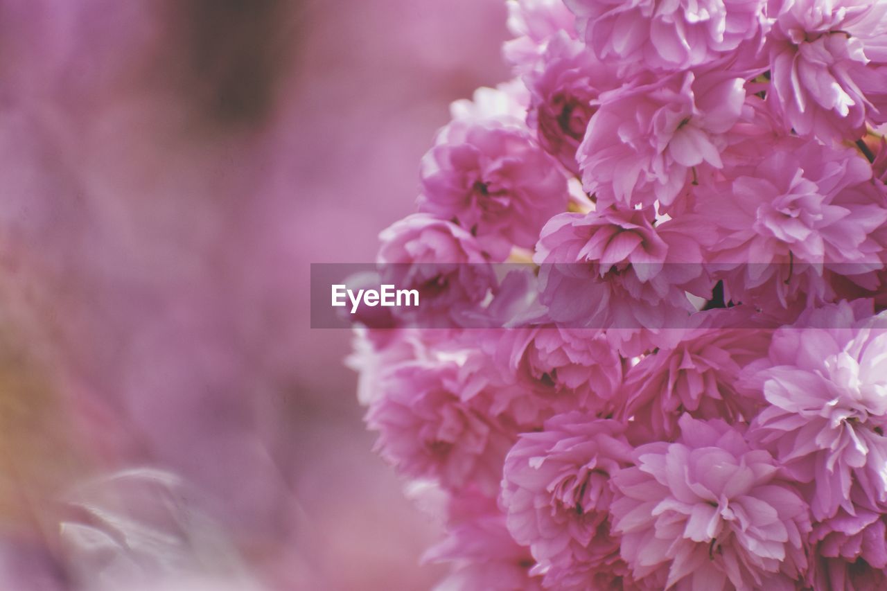 Sakura branch in the park in gdynia