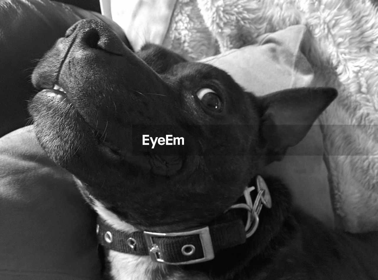 Close-up portrait of dog relaxing on bed at home