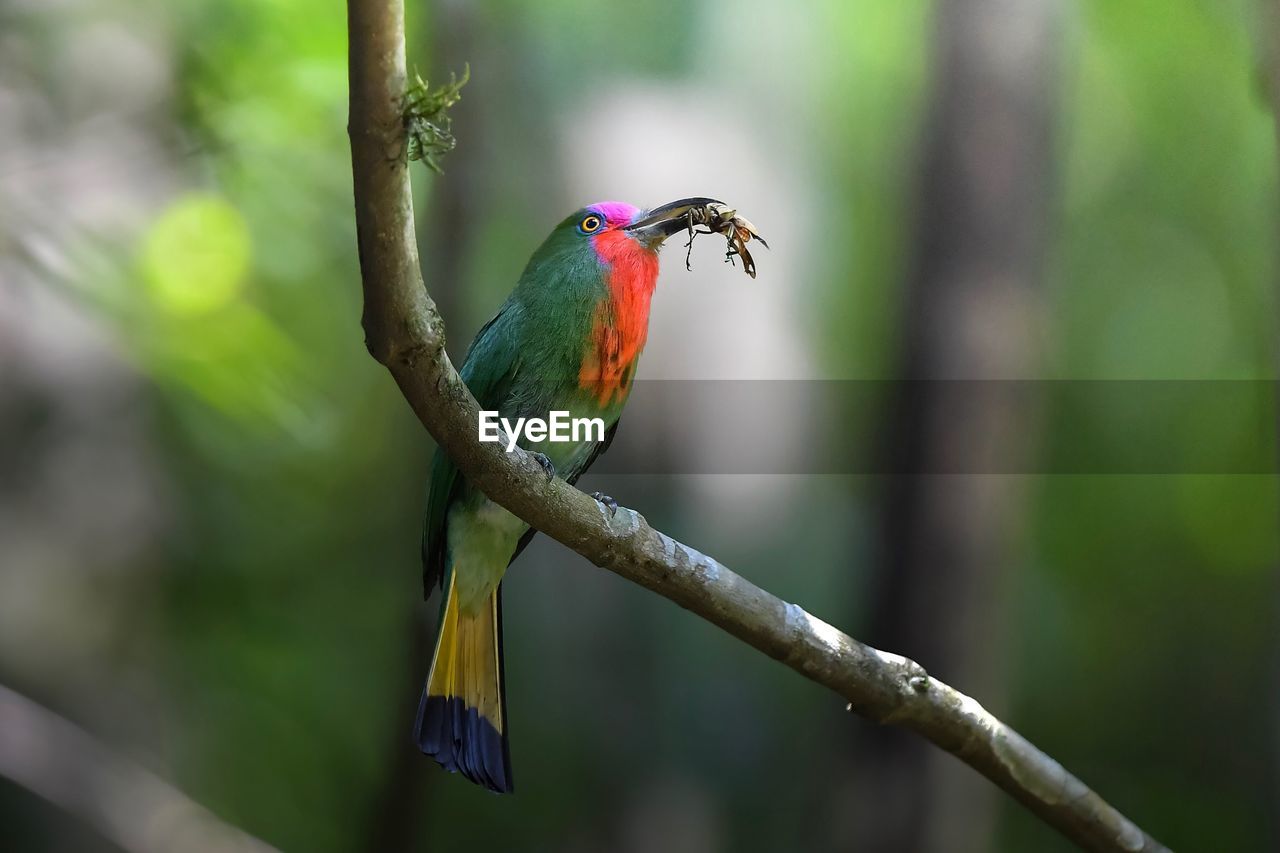 CLOSE-UP OF A BIRD PERCHING ON TREE