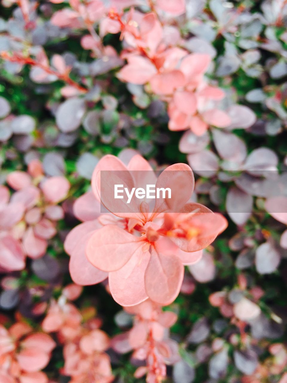 High angle view of peach flowers blooming on field