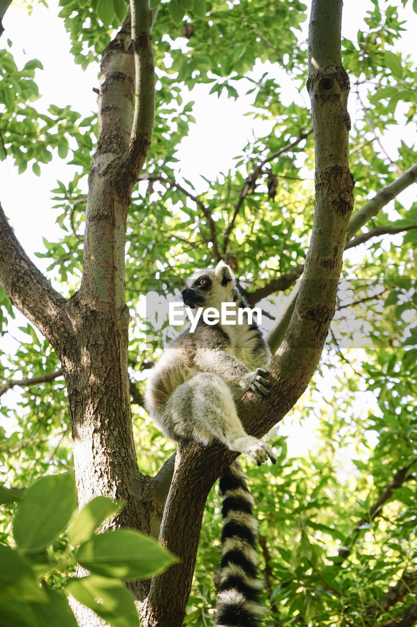 low angle view of a squirrel on tree