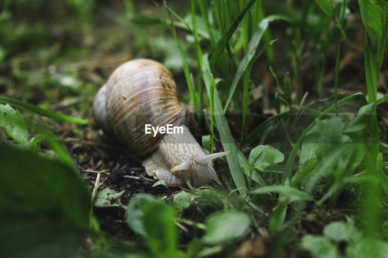 A large snail in a shell eats a leaf on the ground. wild nature