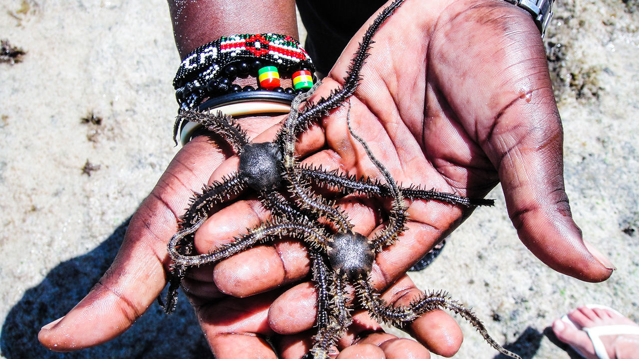 Cropped hands of man holding brittle sea stars at beach