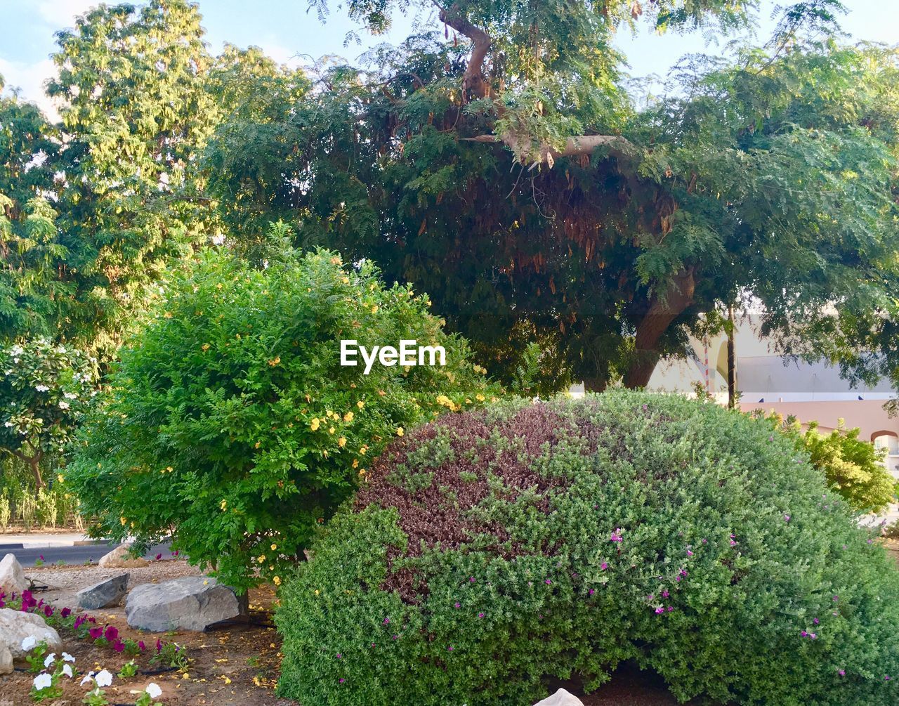 FLOWERS GROWING ON TREE