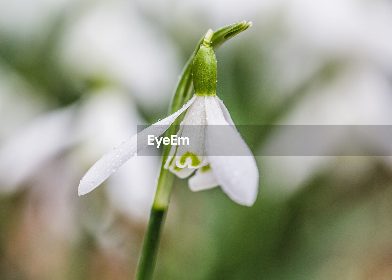 Close-up of white flower on grass