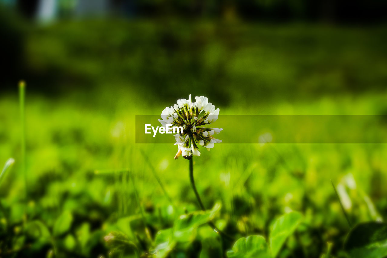 Close-up of flowering plant on field