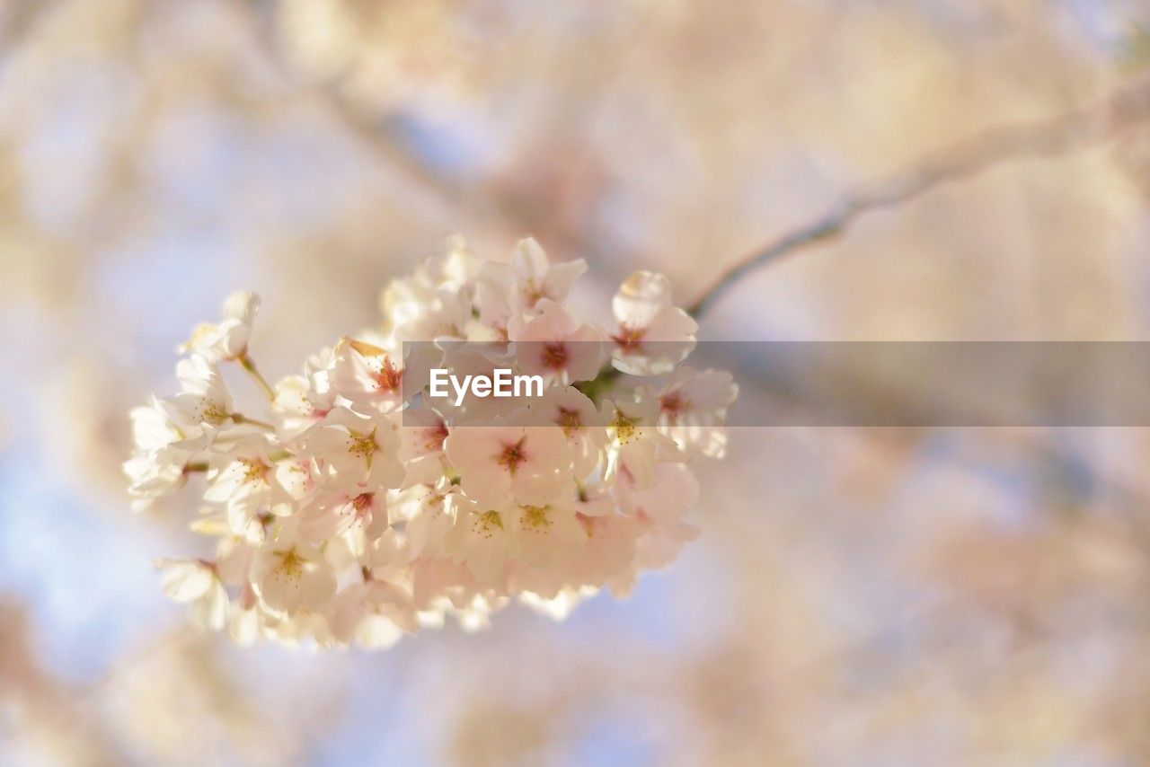 plant, flower, flowering plant, tree, blossom, freshness, beauty in nature, fragility, springtime, branch, spring, growth, nature, close-up, cherry blossom, produce, macro photography, food, focus on foreground, day, outdoors, no people, white, selective focus, cherry tree, petal, flower head, fruit, pink, twig, inflorescence, food and drink, almond tree, botany, fruit tree