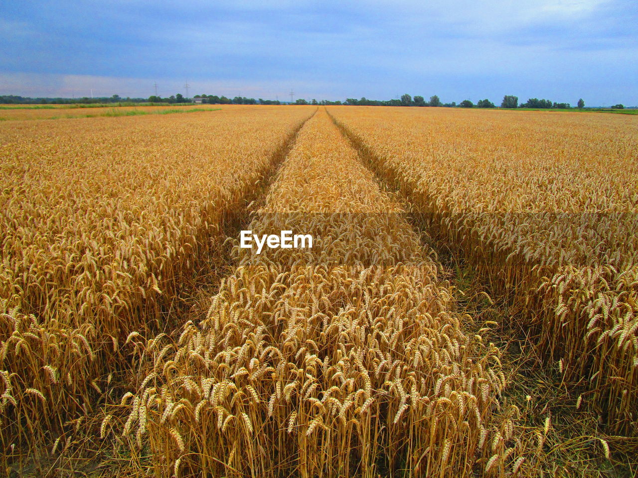 SCENIC VIEW OF FARM AGAINST SKY