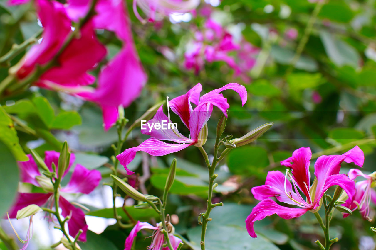 Close-up of pink flowering plant