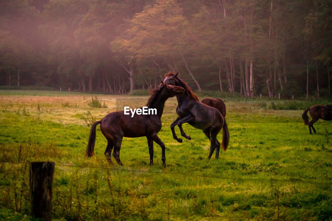 HORSE GRAZING IN A FIELD