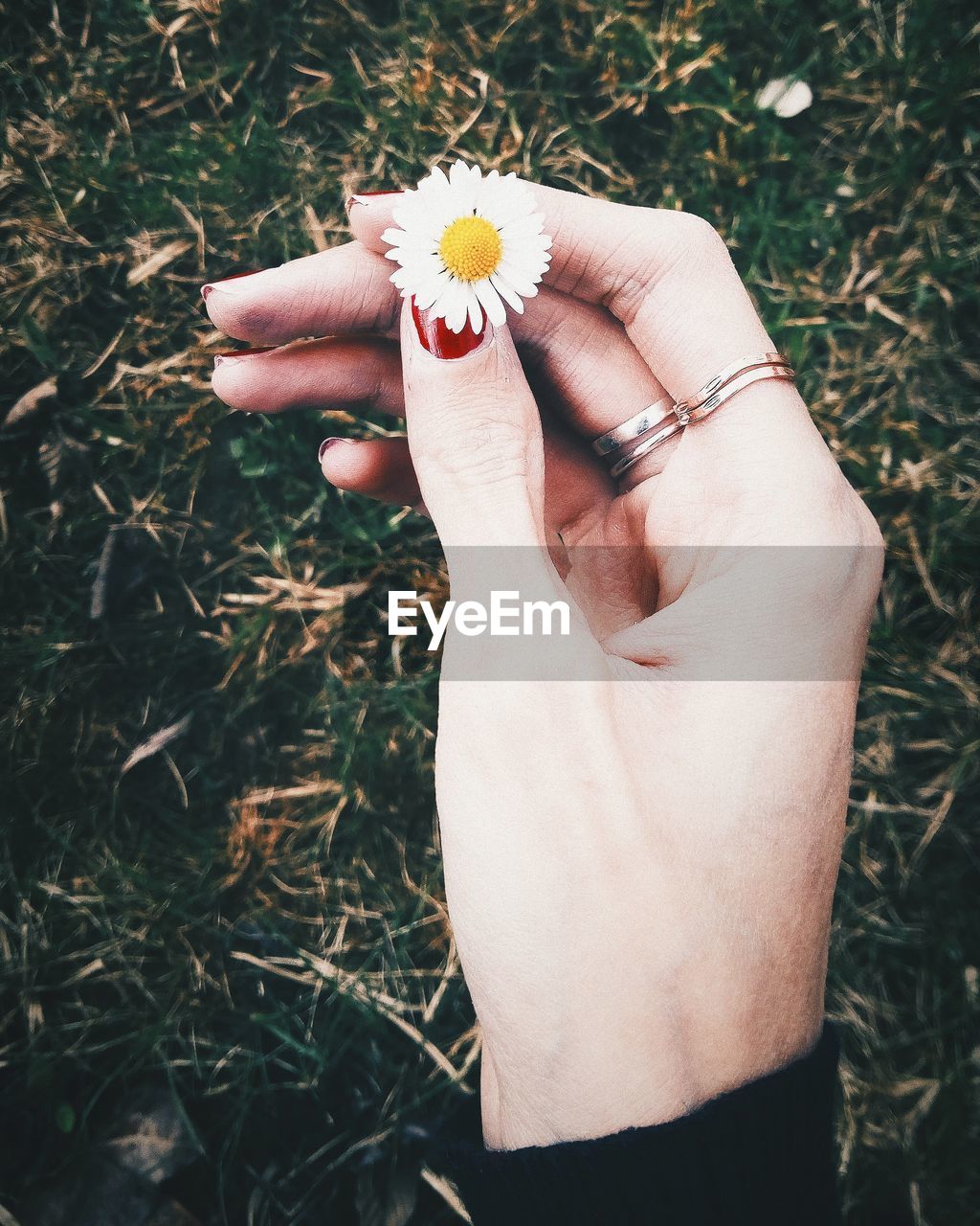 Cropped hand of woman holding flower 