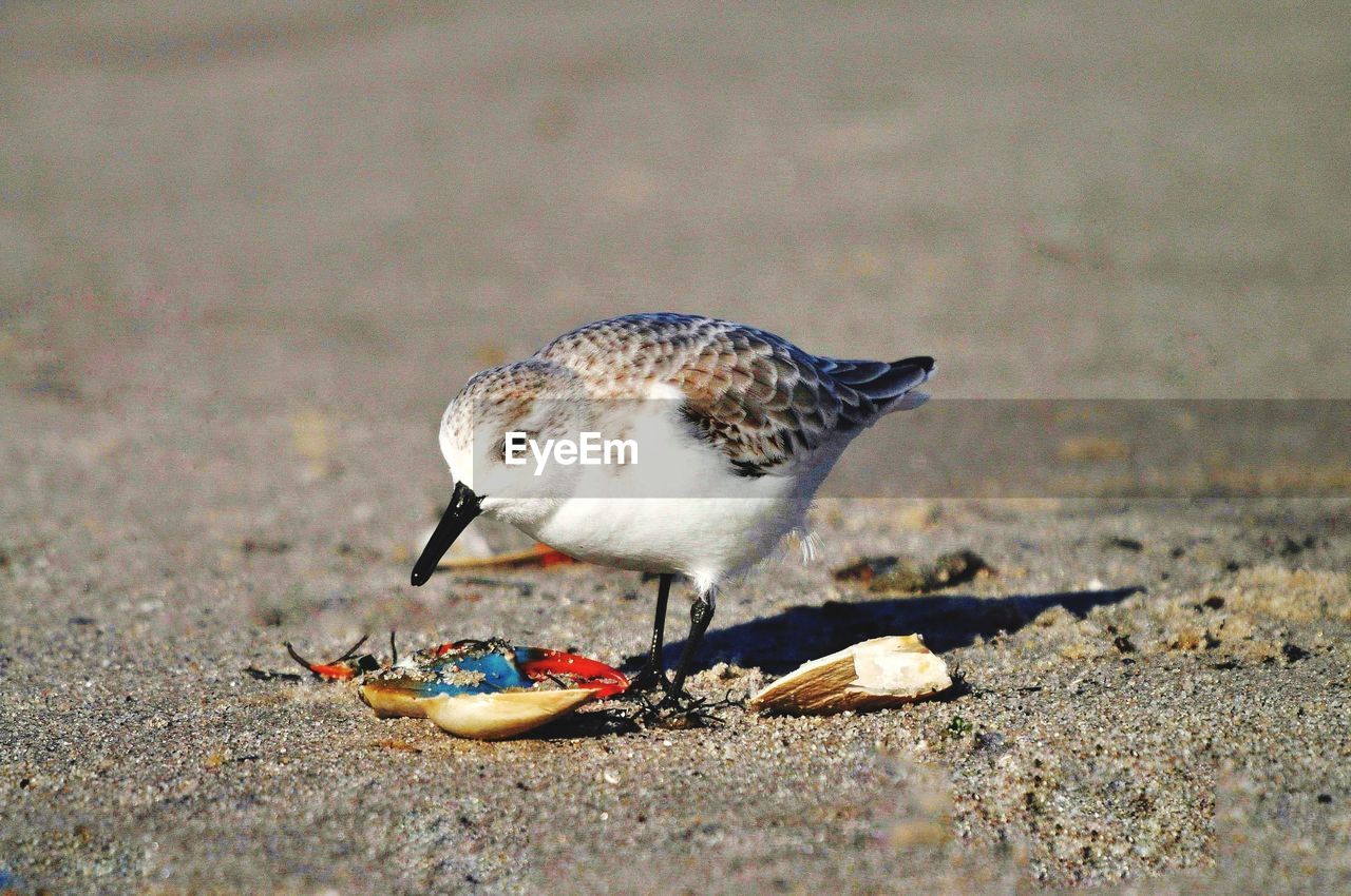 Bird eating crab on the beach