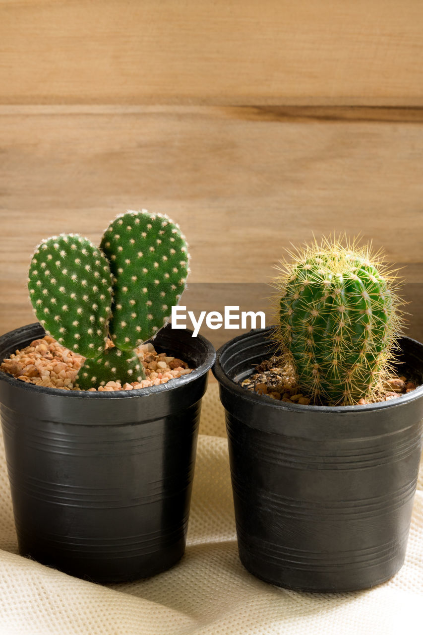 CACTUS ON TABLE