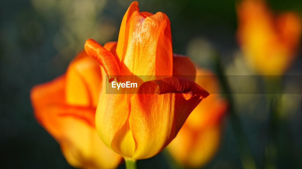 CLOSE-UP OF ORANGE FLOWER HEAD