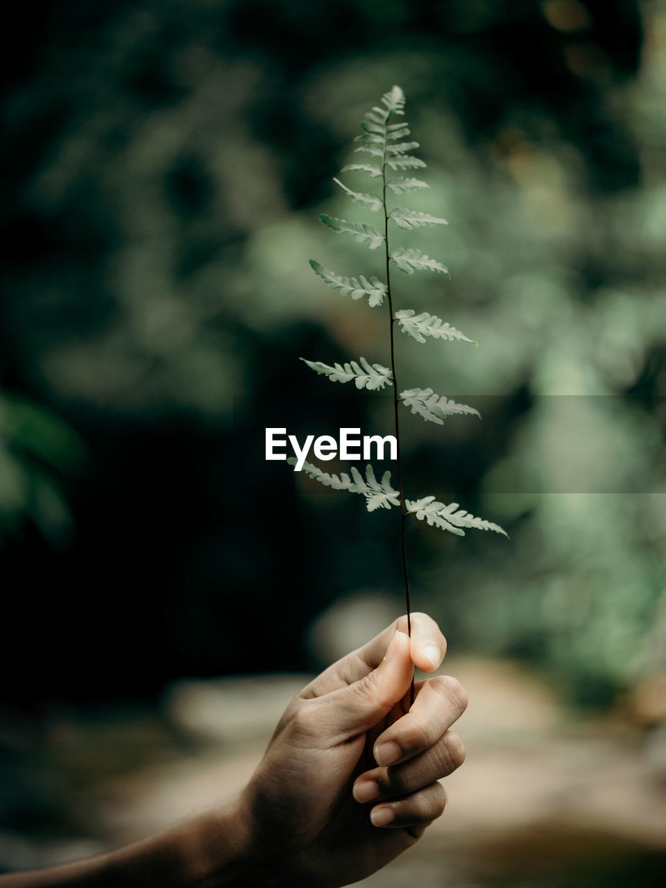 Close-up of hand holding plant