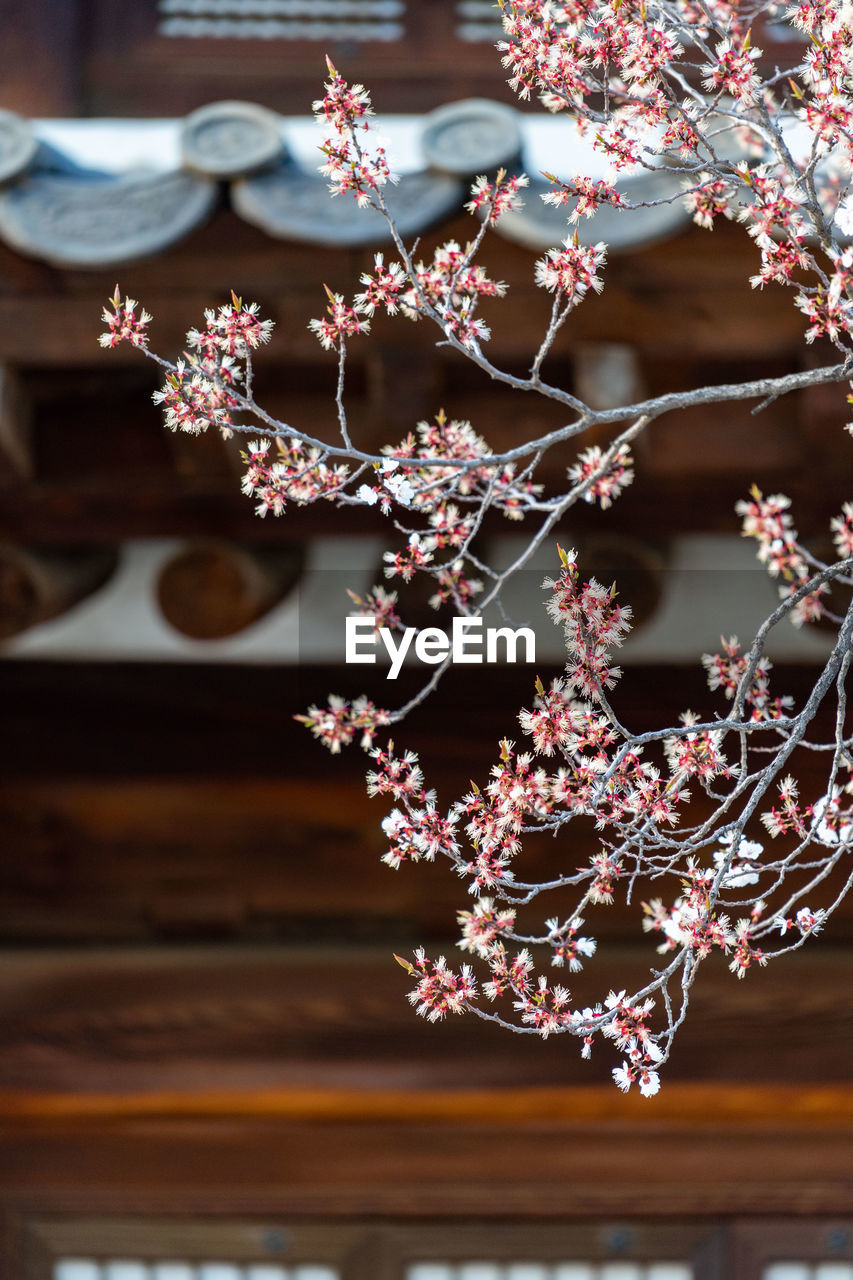plant, flower, spring, flowering plant, branch, freshness, tree, blossom, nature, no people, beauty in nature, focus on foreground, fragility, cherry blossom, food and drink, close-up, springtime, outdoors, growth, food, day, pink, wood