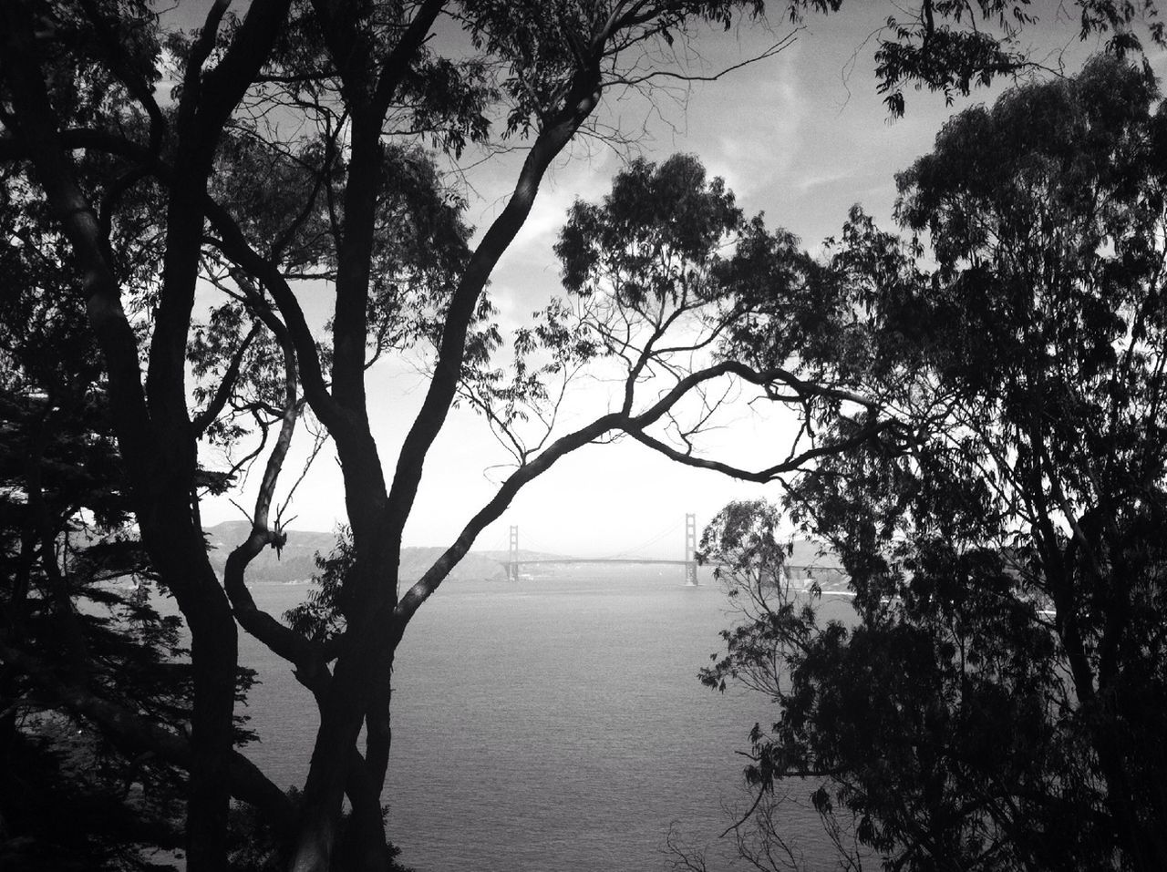 Bridge over sea seen through silhouette trees