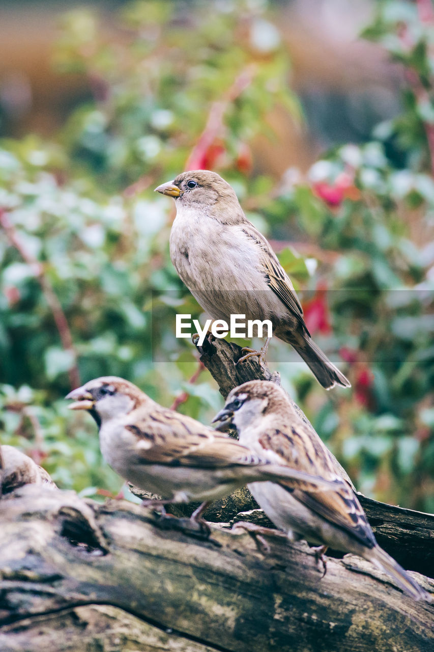 Close-up of sparrow perching on tree