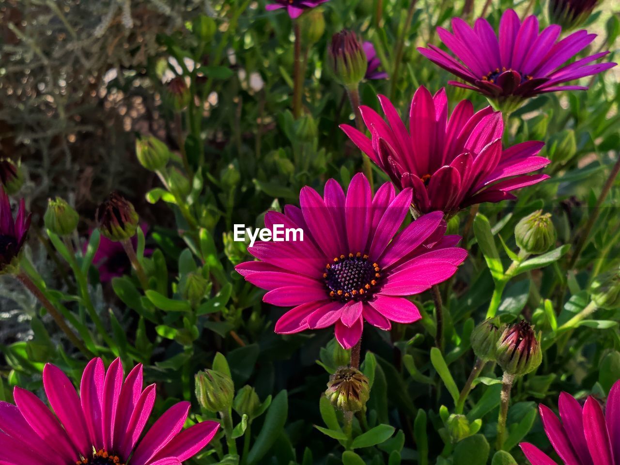 CLOSE-UP OF PINK DAISY FLOWERS