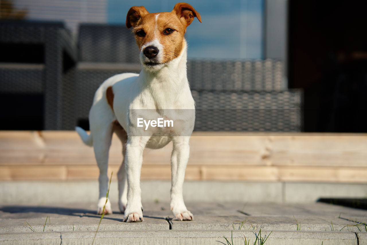 Dog walks on suburban house terrace at summer day. adorable pet posing outside. jack russell terrier