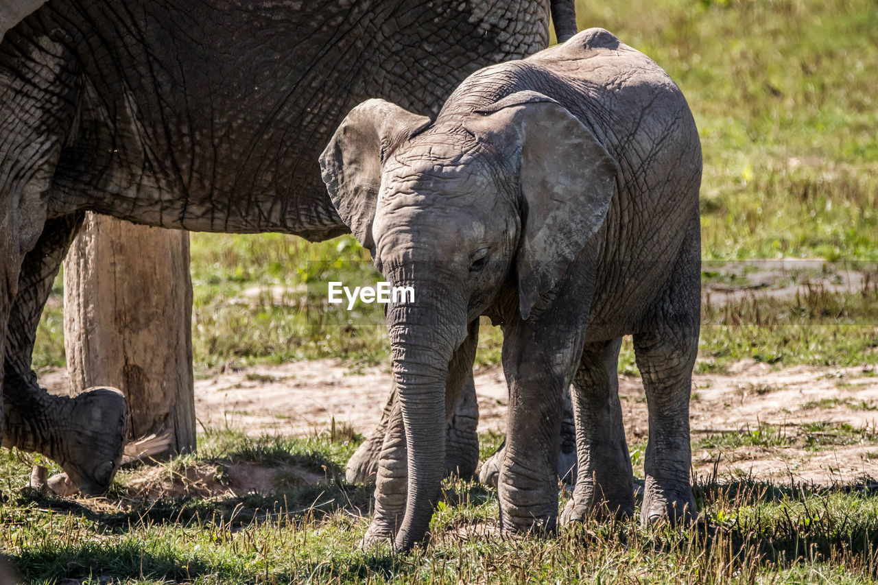 ELEPHANT STANDING IN A FARM