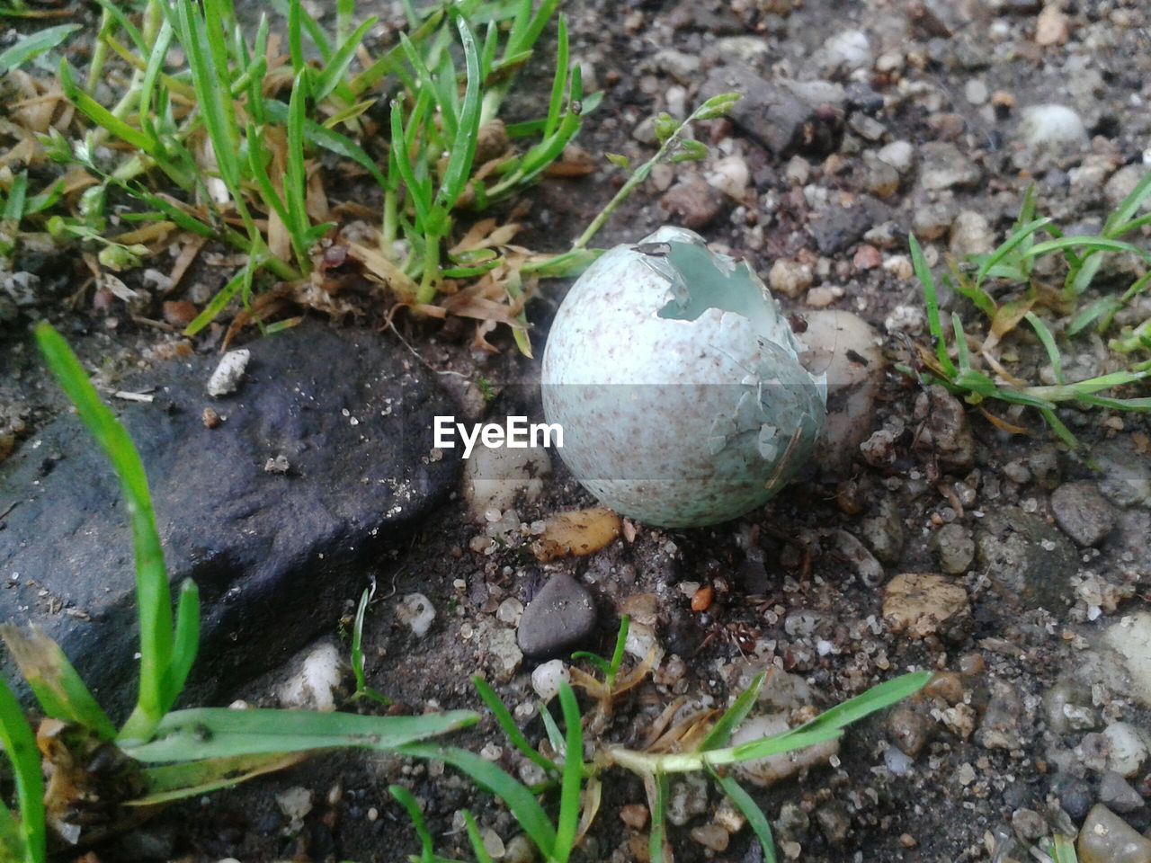 CLOSE-UP OF PLANTS GROWING ON FIELD