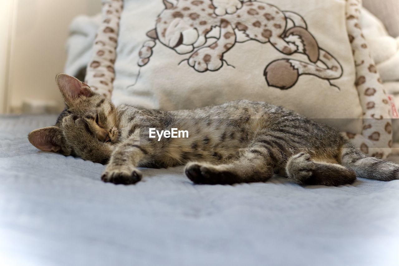 animal, animal themes, mammal, cat, feline, pet, domestic animals, domestic cat, relaxation, one animal, lying down, indoors, furniture, felidae, whiskers, small to medium-sized cats, resting, no people, sleeping, carnivore, kitten, selective focus, domestic room, home interior, bed, tabby