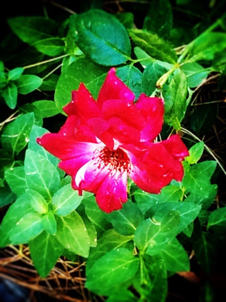 CLOSE-UP OF RED FLOWERS BLOOMING