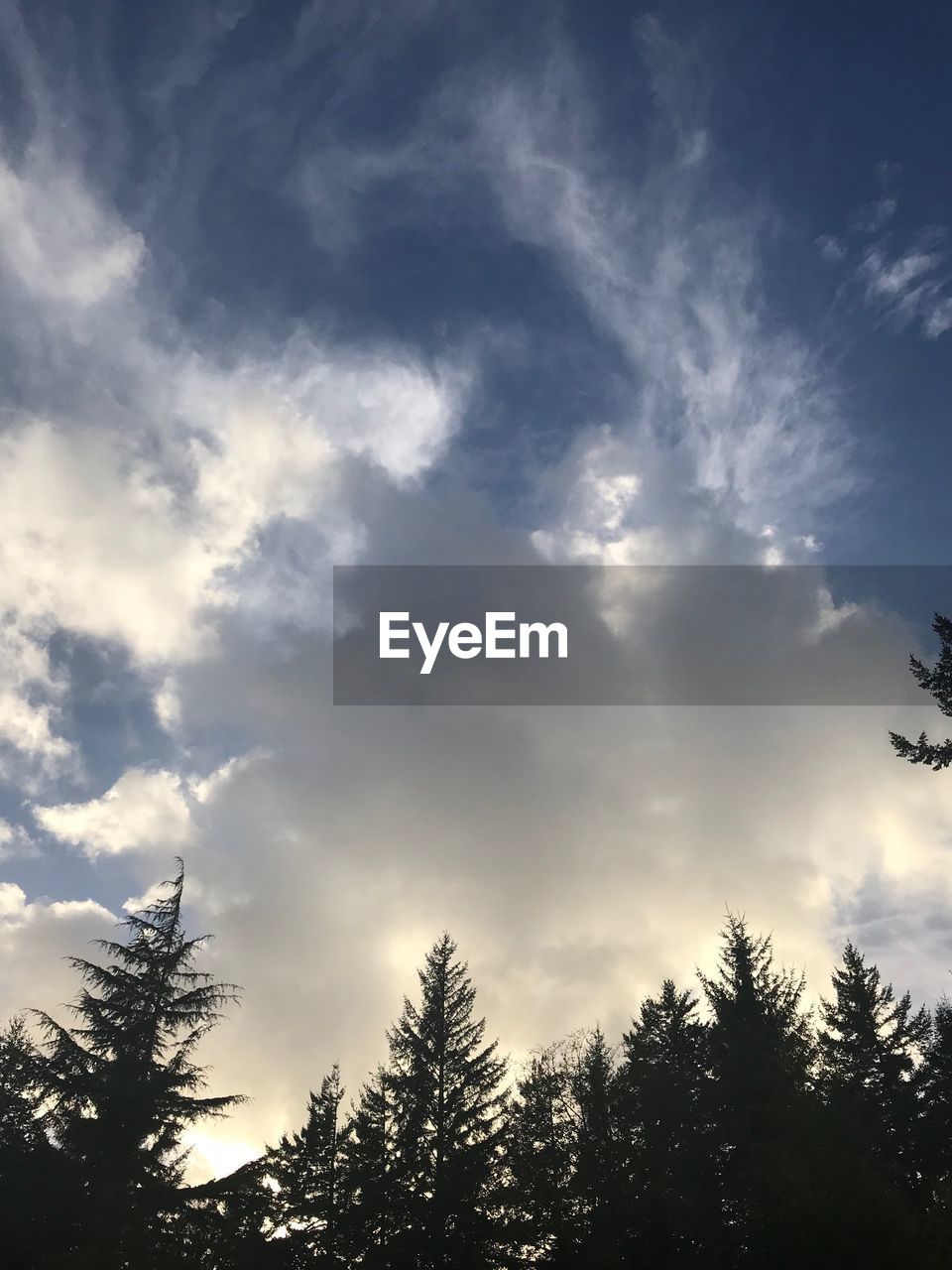 LOW ANGLE VIEW OF TREE AGAINST SKY