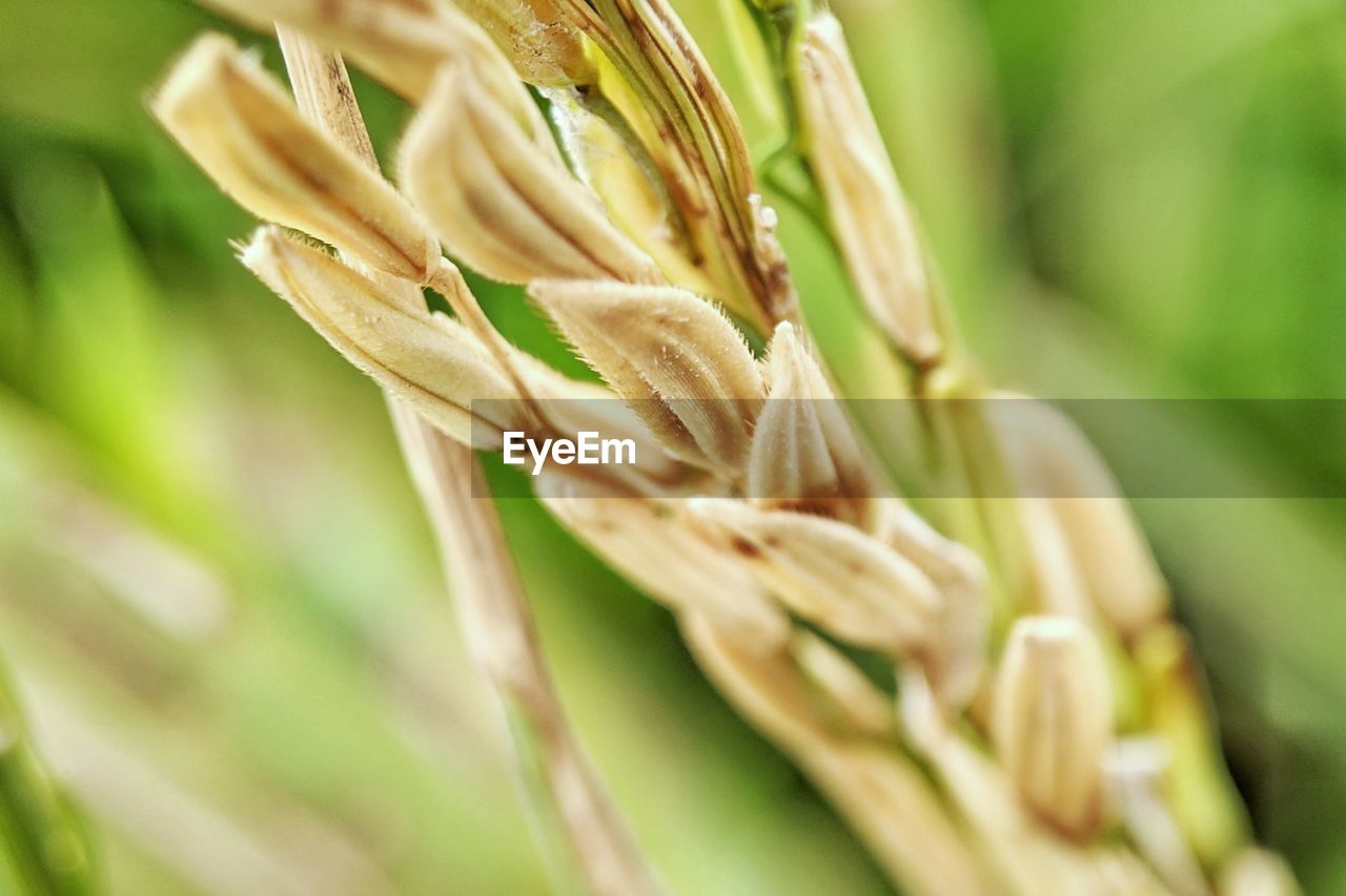 CLOSE-UP OF WHEAT