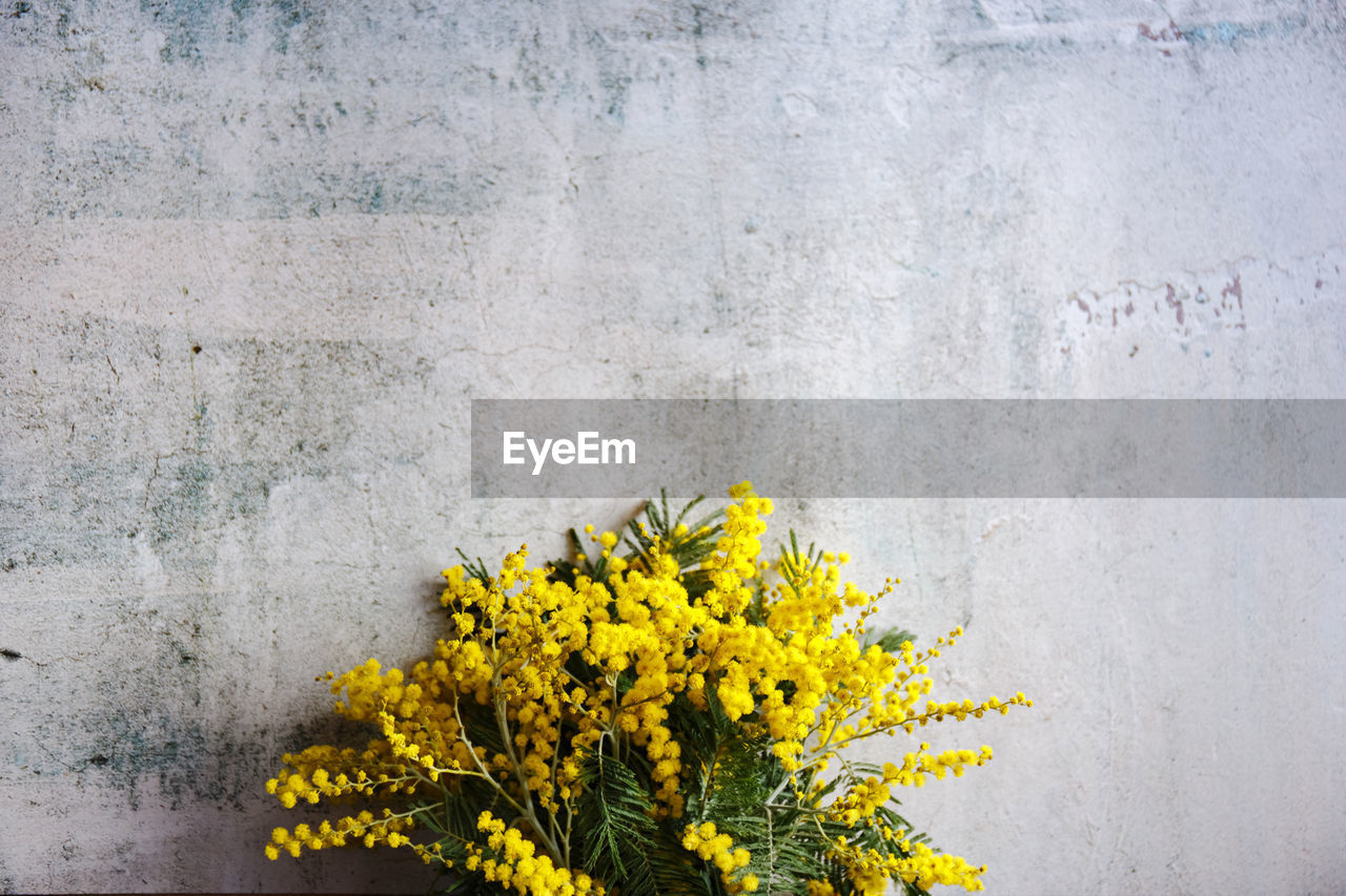 YELLOW FLOWERS ON WALL