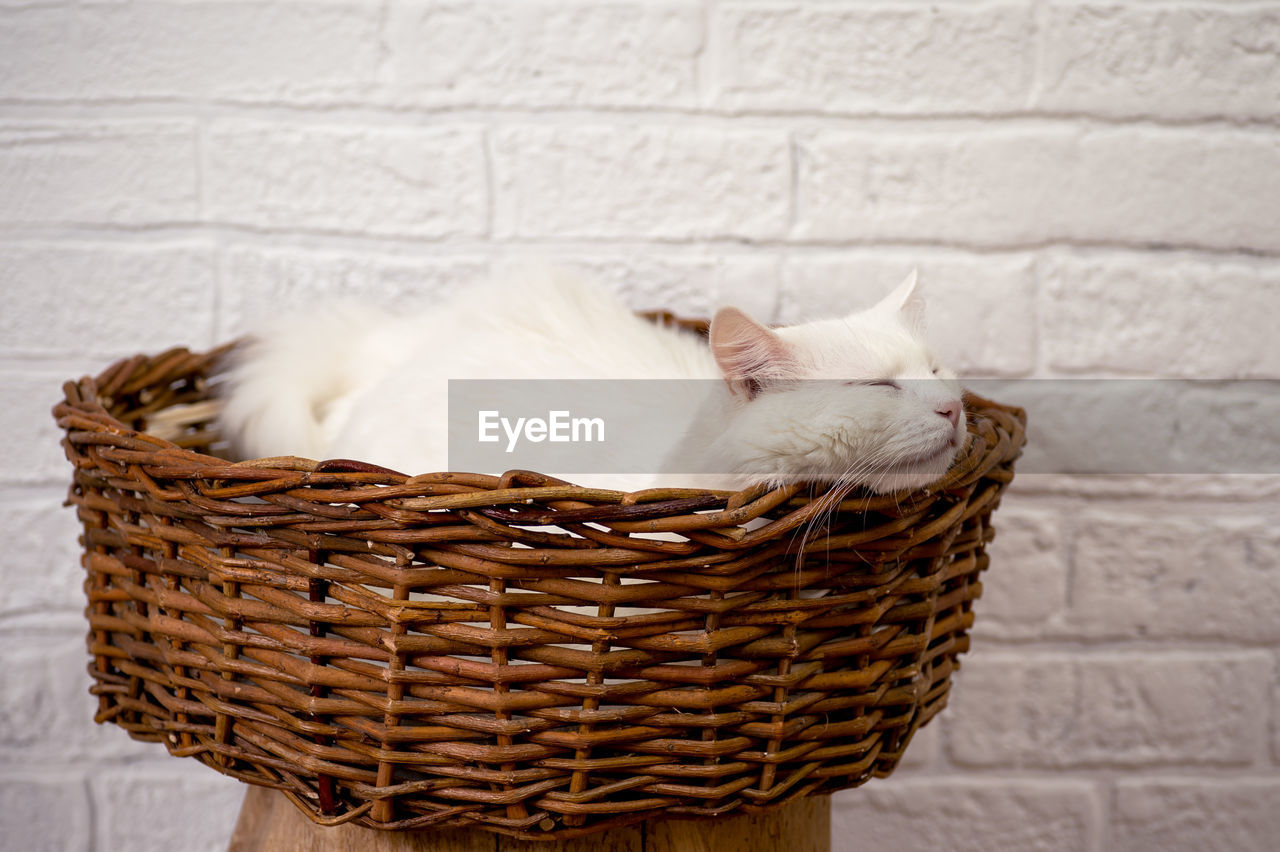 Close-up of cat relaxing in basket