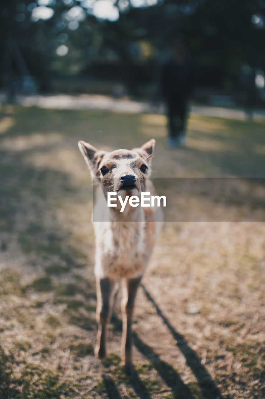 PORTRAIT OF A DOG ON FIELD