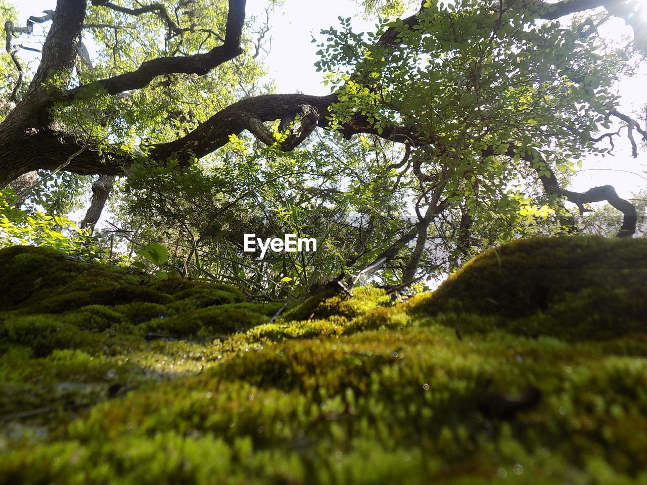 VIEW OF TREES GROWING ON LANDSCAPE