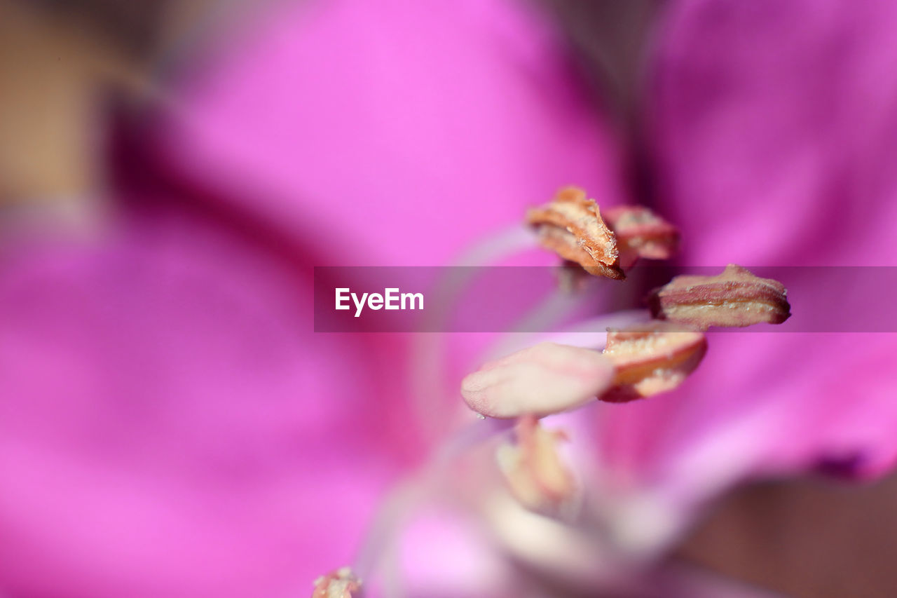 Close-up of ivan-tea flower