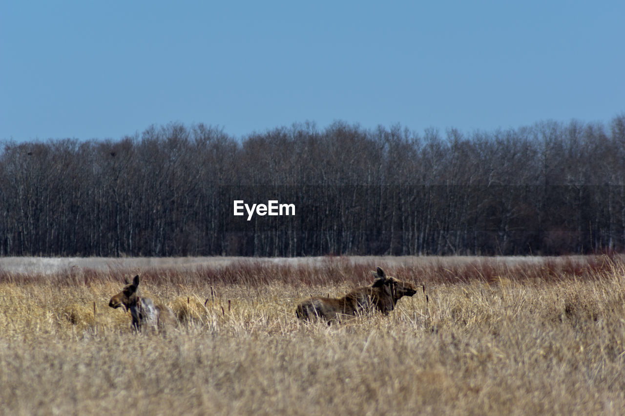 HORSES ON FIELD