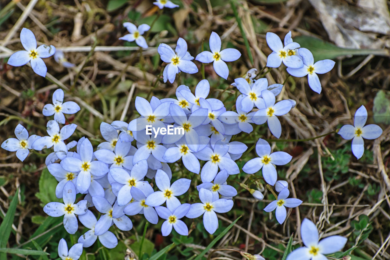 CLOSE-UP OF PURPLE CROCUS FLOWERS BLOOMING OUTDOORS