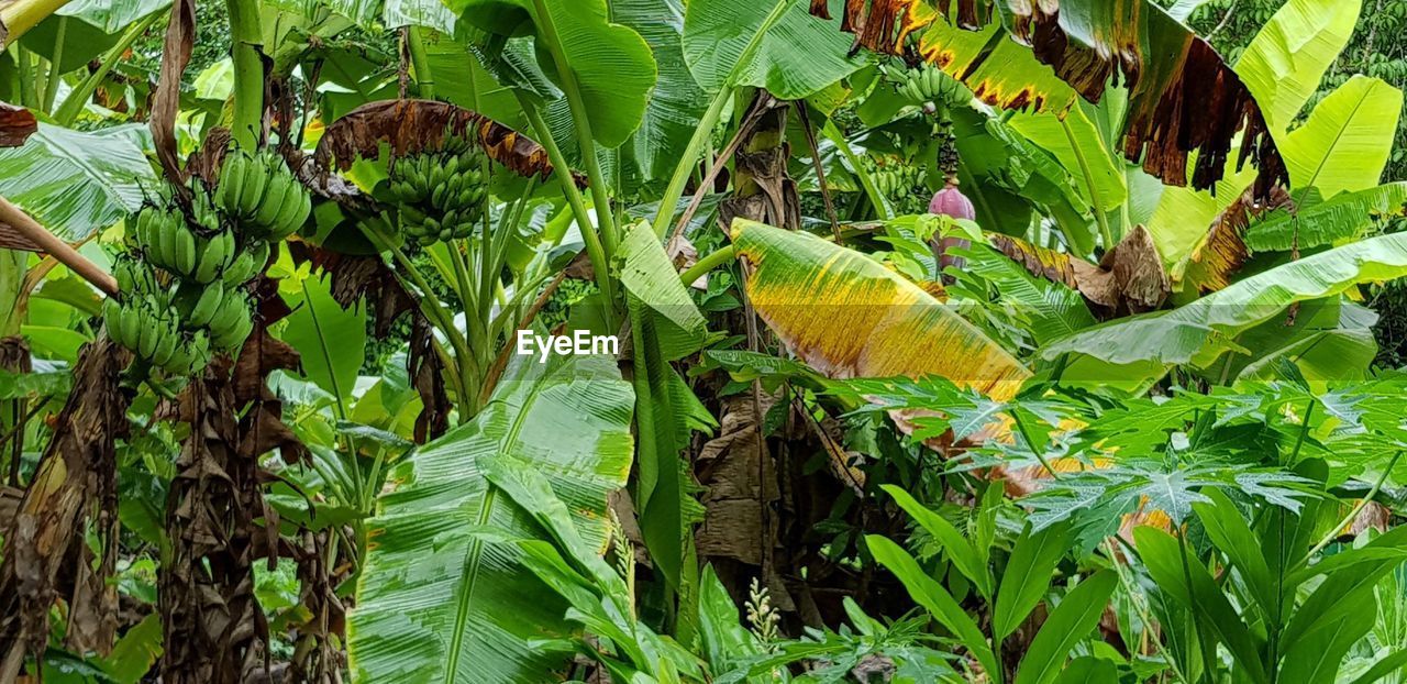 CLOSE-UP OF GREEN LEAVES ON PLANT