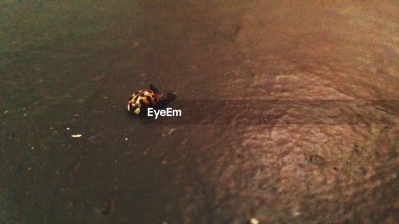 HIGH ANGLE VIEW OF LADYBUG ON WATER