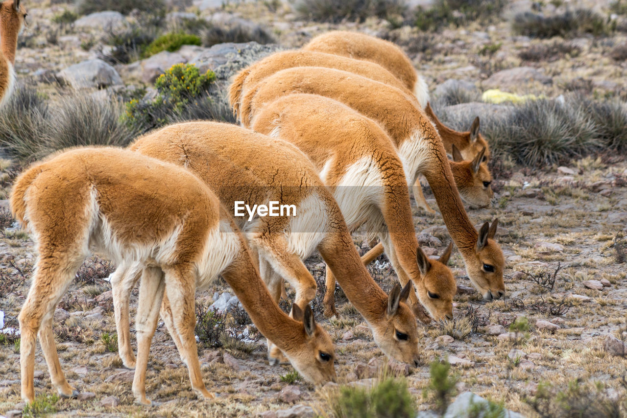 Llamas grazing on field