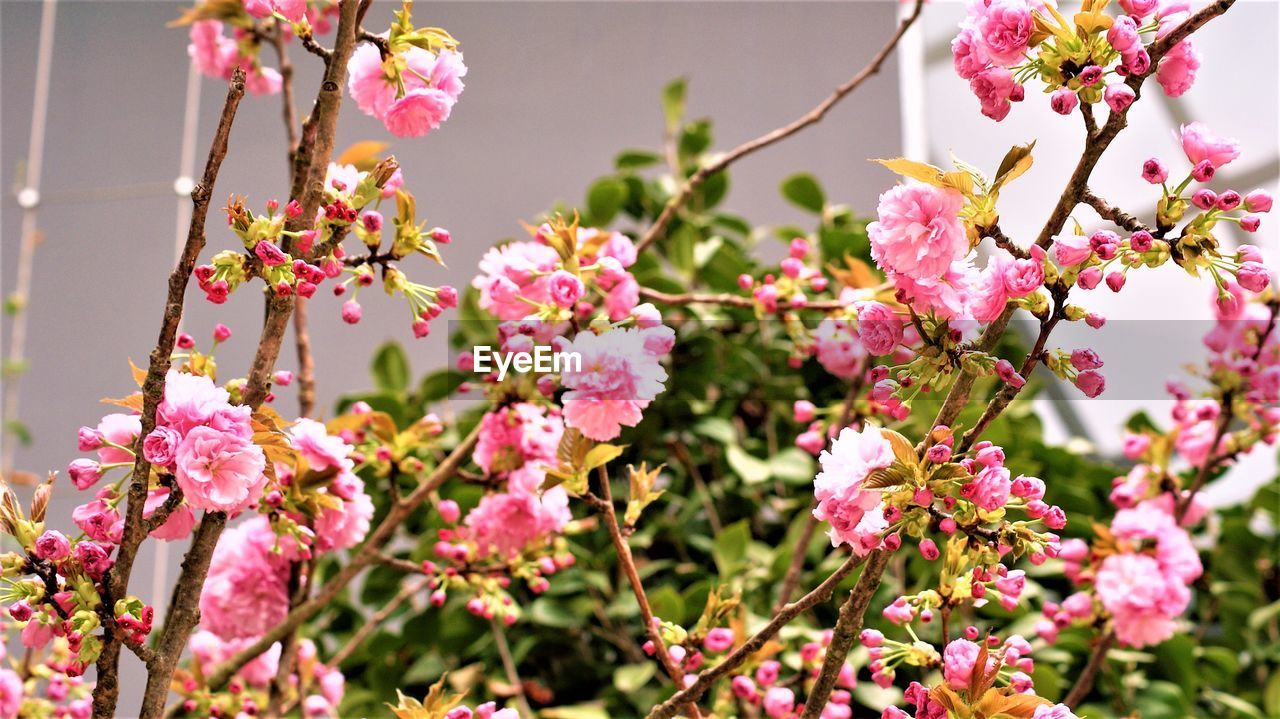 CLOSE-UP OF PINK CHERRY BLOSSOM TREE