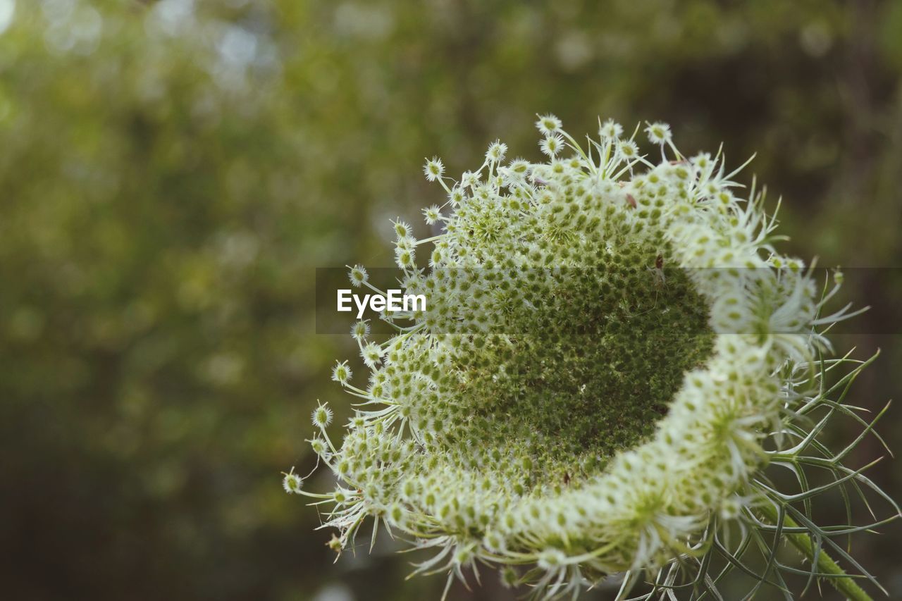 CLOSE-UP OF FRESH CACTUS