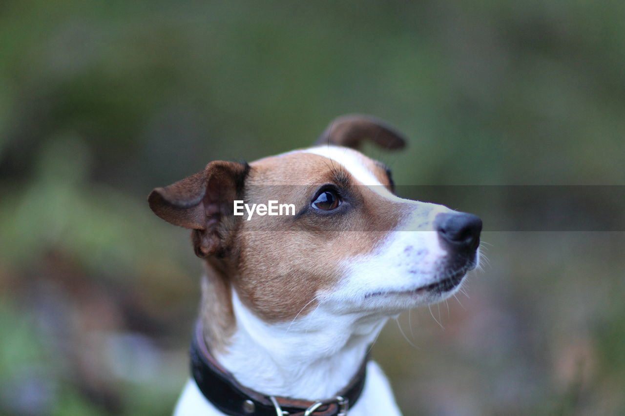 Portrait of a dog looking attentive