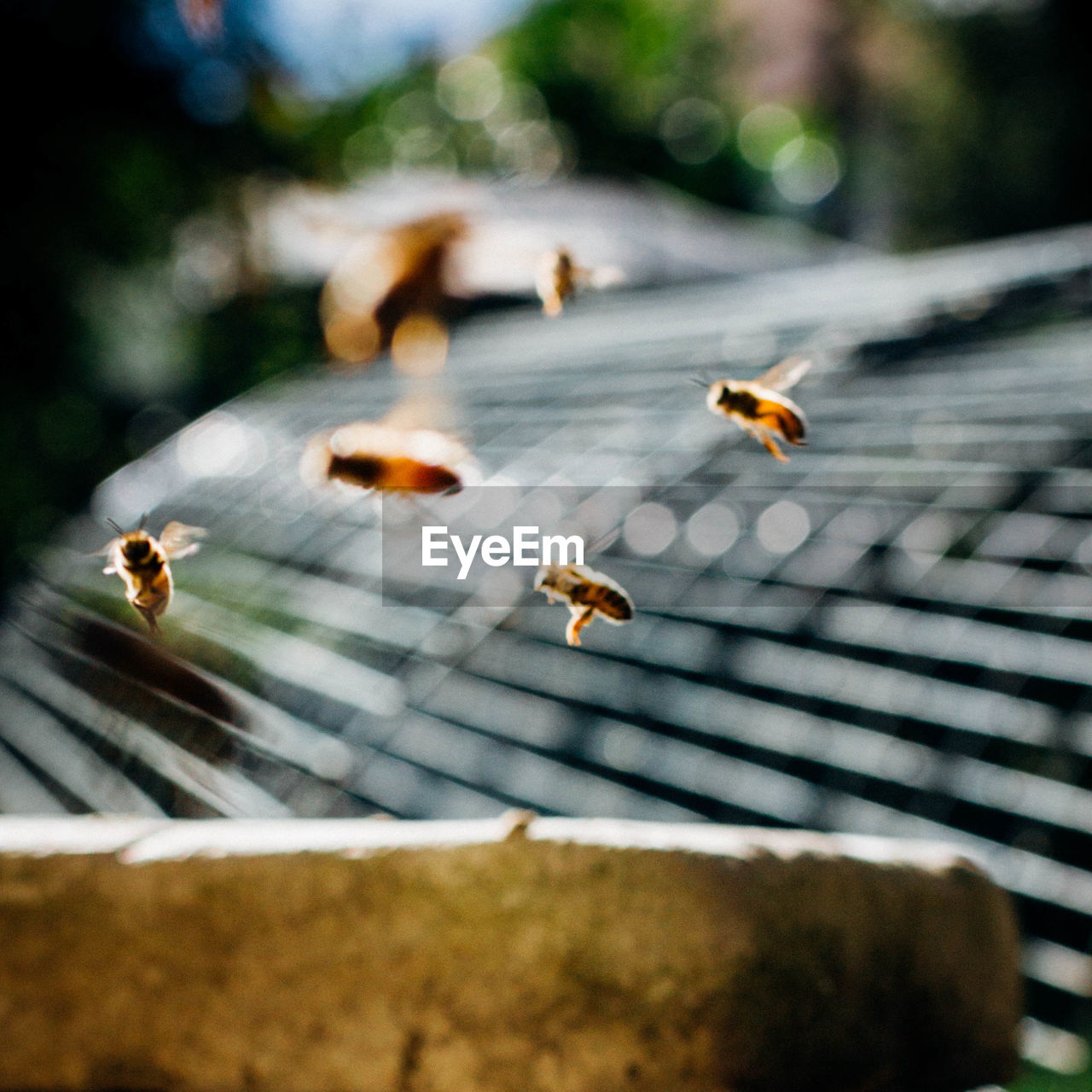 Close-up of honey bees flying at park