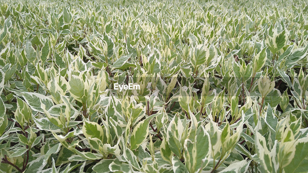 plant, growth, field, land, green, agriculture, nature, beauty in nature, landscape, no people, rural scene, day, crop, farm, tranquility, full frame, backgrounds, grass, outdoors, flower, cereal plant, freshness, environment, close-up, food