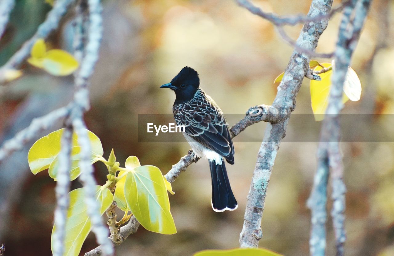 Close-up of bird perching on branch