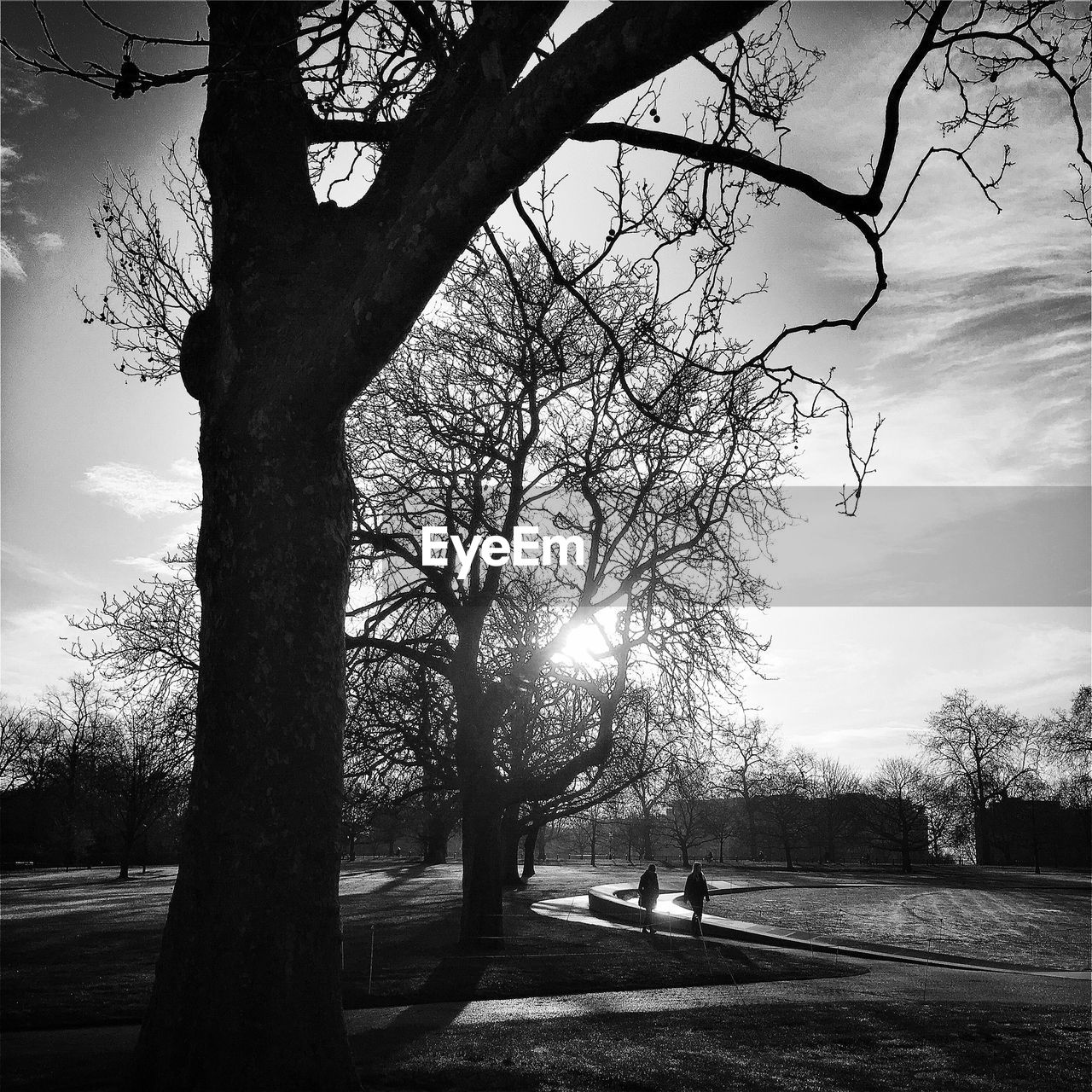 Trees at park against sky