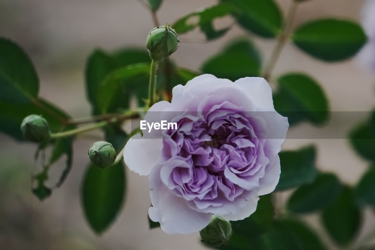 CLOSE-UP OF PINK ROSE IN BLOOM